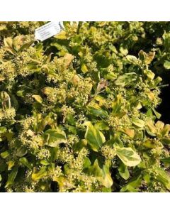 Gold Tip Euonymus