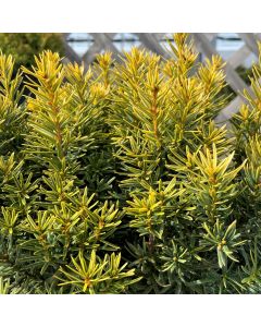 Golden Japanese Yew