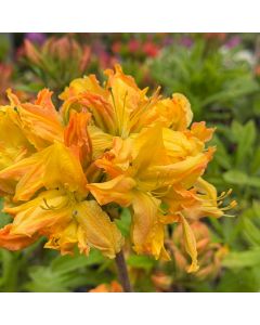 Golden Lights Azalea 2G