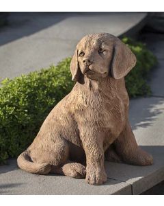 Golden Retriver Puppy