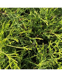 Golden Threadleaf Cypress