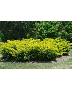 Golden Yew