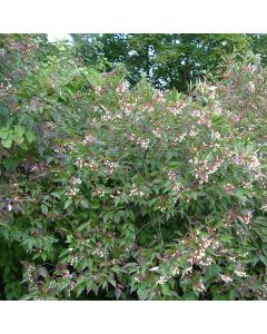 Gray Dogwood