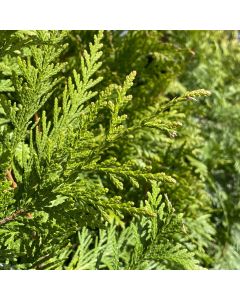Little Giant Globe Cedar