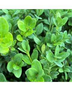 Green Mountain Boxwood