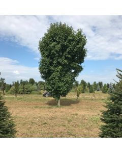 Green Mountain Sugar Maple
