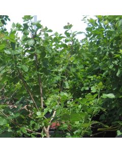 Grow Low Fragrant Sumac