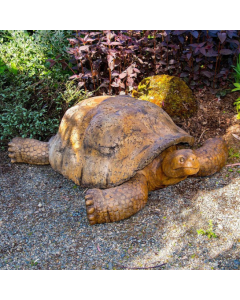 Giant Galapagos Tortoise