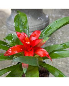 Guzmania Assorted