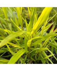 Forest Grass 'All Gold' 1G