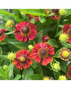 Helen's Flower 'Salsa' 1G