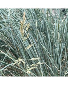 Blue Oat Grass 'Sapphire' 1G