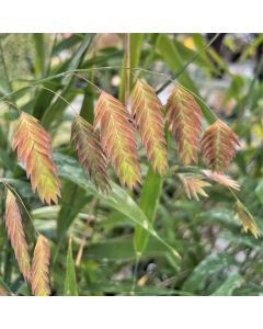 Blue Oat Grass 1G