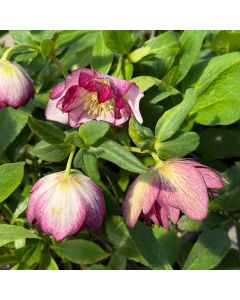 Hellebore 'Blushing Bride' 1G