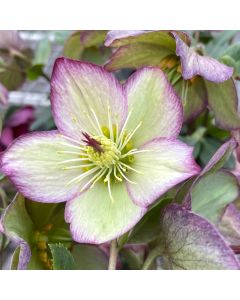 Hellebore 'Frosted Rose' 1G