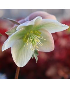 Hellebore 'Ivory Prince' 1G