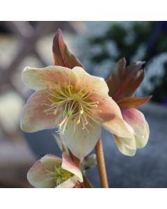 Hellebore 'Merlin' 1G