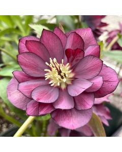 Hellebore 'True Love' 1G