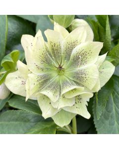 Hellebore 'Wedding Bells' 1G