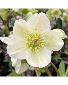 Hellebore 'White' 1G