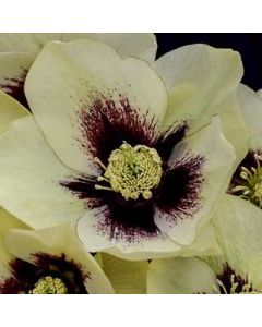 Hellebore 'Spanish Flare' 1G