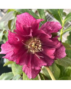 Hellebore 'Maid of Honour' 1G
