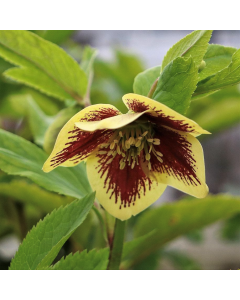 Hellebore 'Rio Carnival' 1G