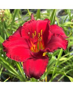 Daylily 'Chicago Apache' 1G