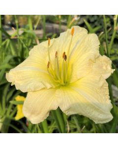 Daylily 'Joan Senior' 1G