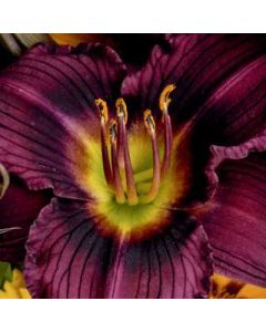 Daylily 'Little Grapette' 1G