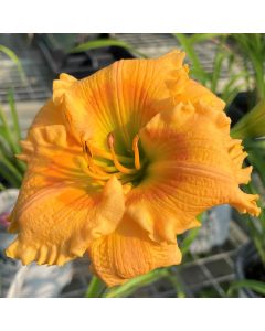 Daylily 'Orange Smoothie' 1G
