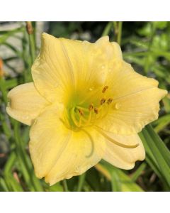 Daylily 'Precious de Oro' 1G