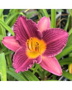 Daylily 'Purple de Oro' 1G
