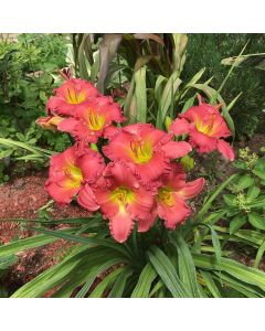 Daylily 'Rosy Returns' 1G
