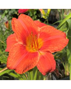 Daylily 'South Seas' 1G
