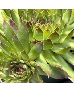 Hens & Chicks 'Black' 1G