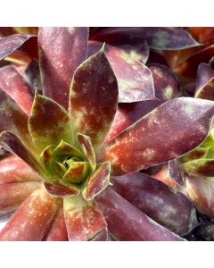 Hens & Chicks 'Killer' 1G