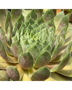 Hens & Chicks 'Killer' 1G