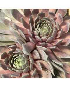 Hens & Chicks 'Blue Ice' 1G