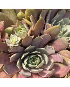 Hens & Chicks 'Purple' 1G