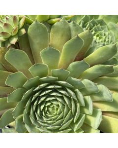 Hens & Chicks 'Ruby Heart' 1G