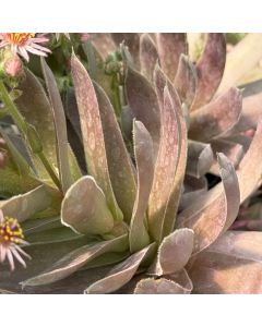 Hens & Chicks 'Silverine' 1G
