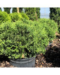 Hetz Midget Globe Cedar