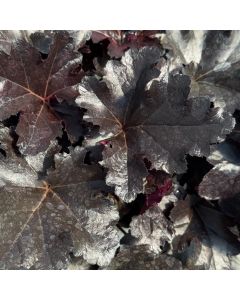 Coral Bells 'Black Pearl' 1G