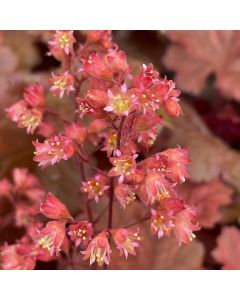 Coral Bells 'Cherry Cola' 1G