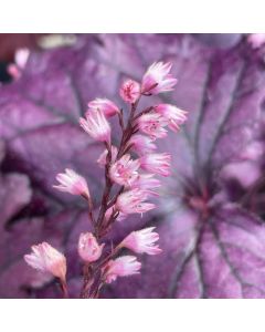 Coral Bells 'Forever Purple' 1