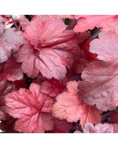 Coral Bells 'Forever Red' 1G