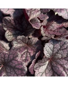 Coral Bells 'Grape Expect' 1G