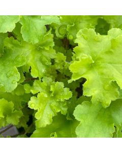 Coral Bells 'Lime Marmalad' 1G