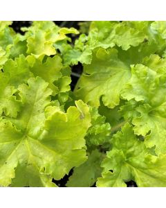 Coral Bells 'Lime Ruffles' 1G